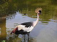 Grue royale, Balearica regulorum (Photo F. Mrugala) (1)